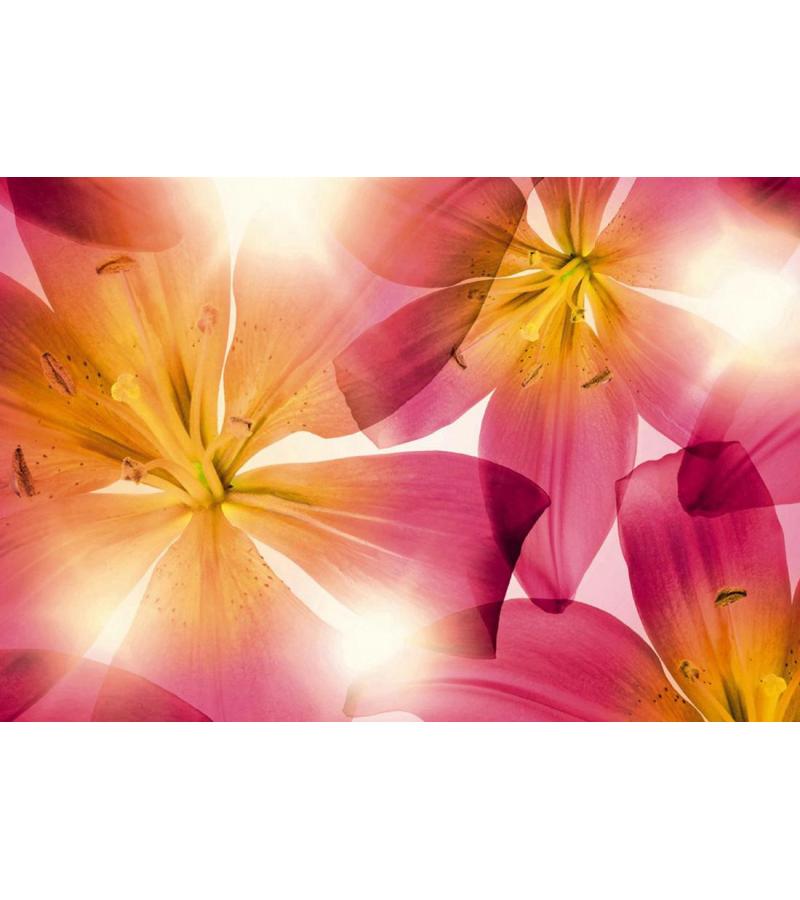 Photo wallpaper 368x254cm (8 panels) Summer Sun 8-928 brown. KOMAR